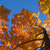 Fire tree