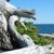 Schoodic Point