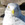 Seagull