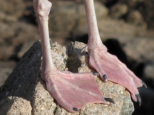 Gull feet