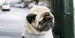 Pugster