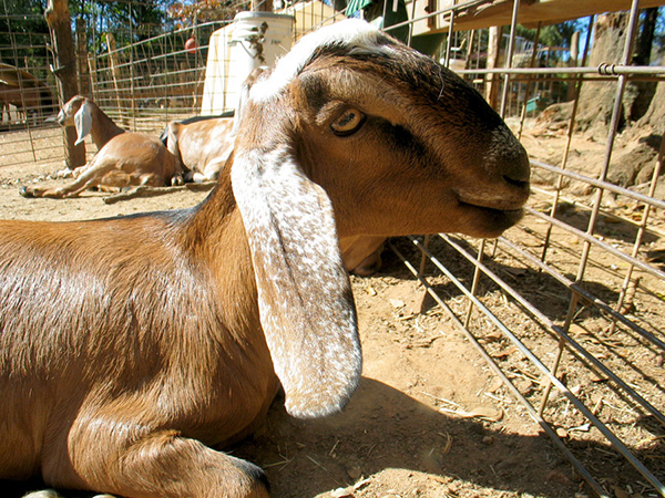 Nubian goat