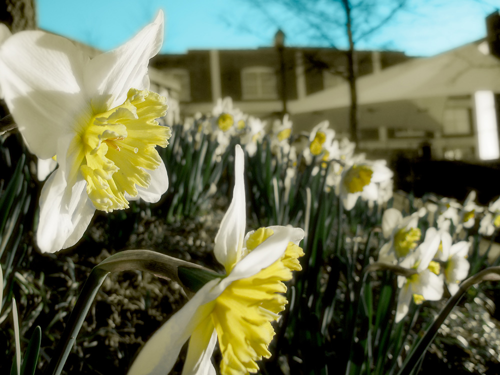 Daffodils!