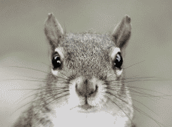 Alien squirrel