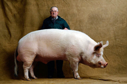 Pig