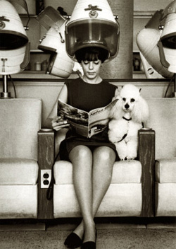 The hairdresser