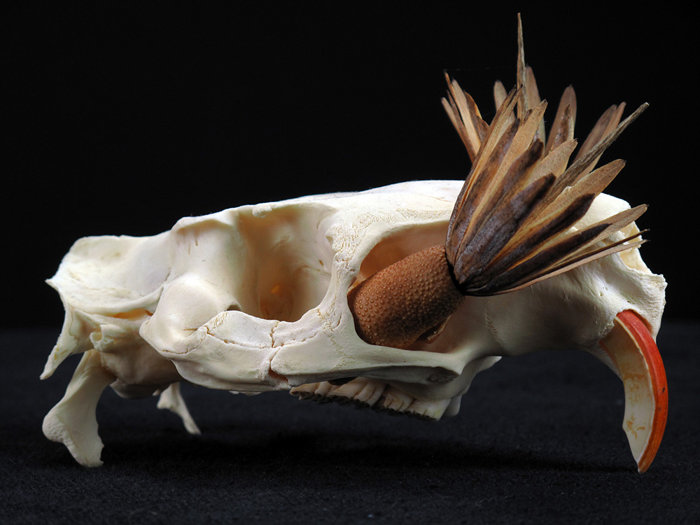 Still life with nutria