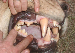 Lion teeth