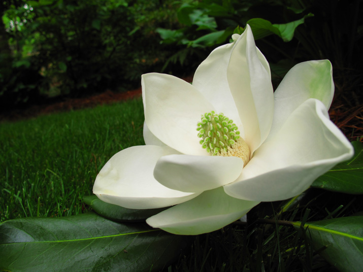 blog
