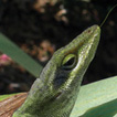 Lizard